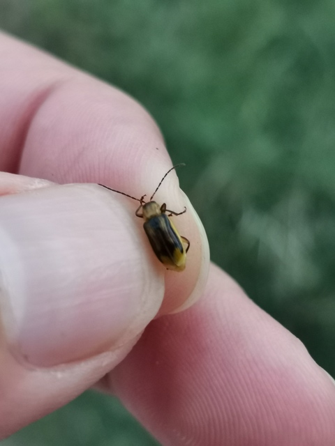 Diabrotica virgifera - amerikai kukoricabogár