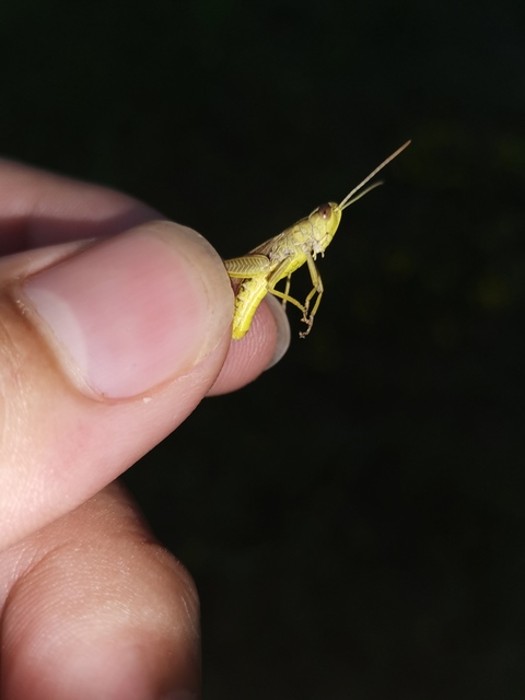 Pseudochorthippus parallelus - közönséges rétisáska