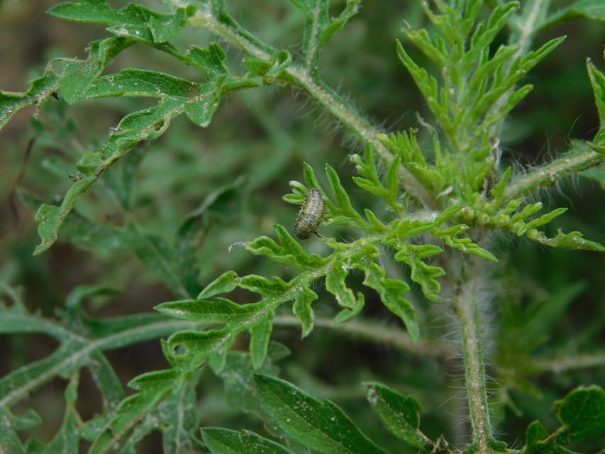 Ophraella communa - parlagfű-olajosbogár