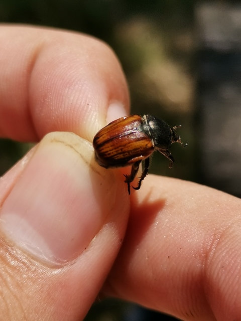 Anisoplia lata - széles szipoly Anisoplia lata - széles szipoly