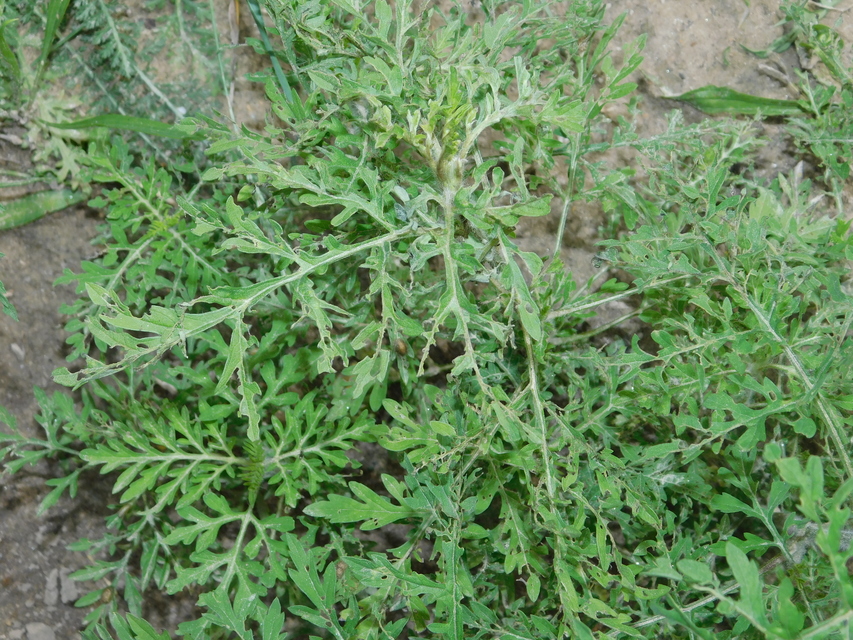 Ophraella communa - parlagfű-olajosbogár