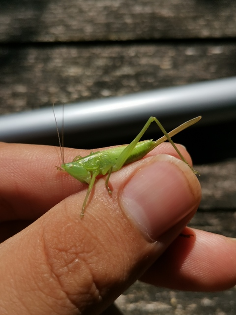 Ruspolia nitidula - nagy kúpfejűszöcske