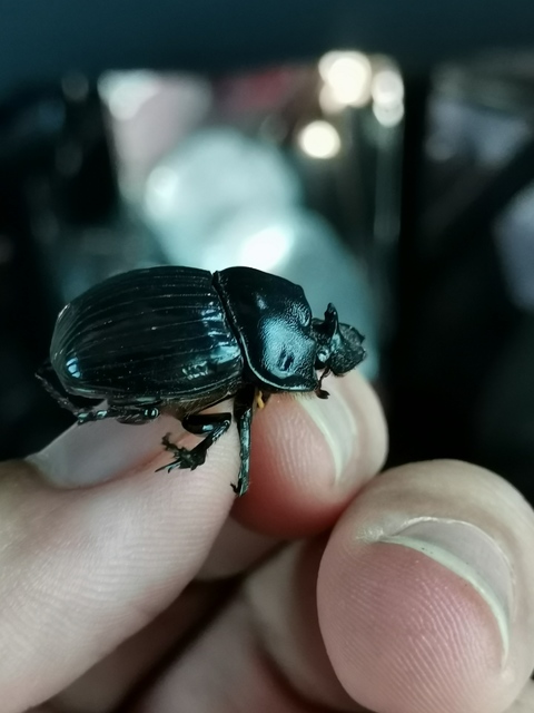 Copris lunaris - közönséges holdszarvú-ganéjtúró