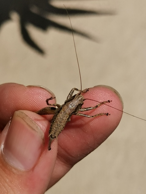 Pholidoptera griseoaptera - szürke avarszöcske