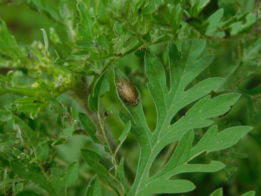 Ophraella communa - parlagfű-olajosbogár