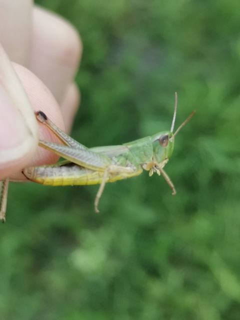 Pseudochorthippus parallelus - közönséges rétisáska