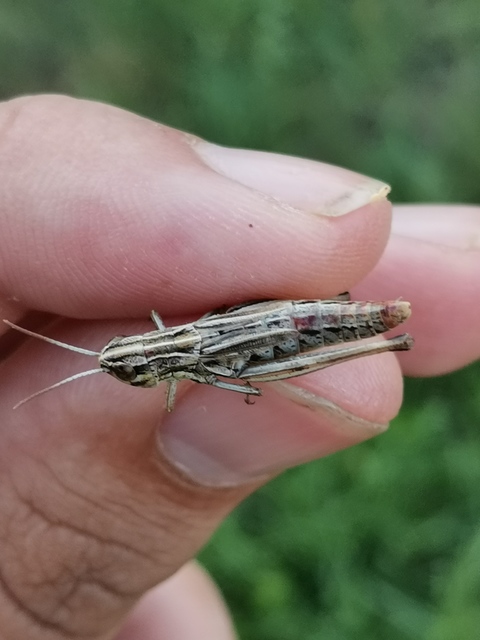 Pseudochorthippus parallelus - közönséges rétisáska