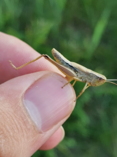 Pseudochorthippus parallelus - közönséges rétisáska