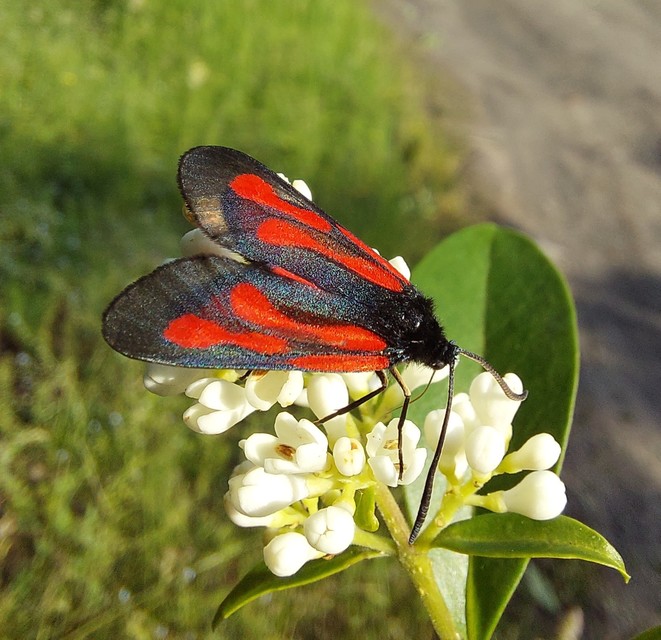 Zygaena osterodensis - ördögszem-csüngőlepke