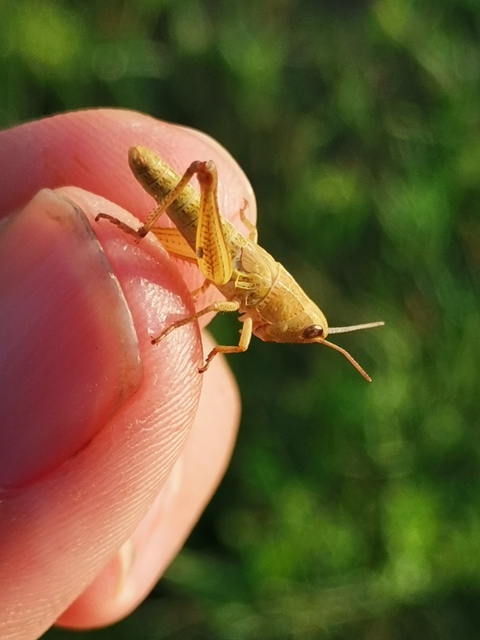 Chorthippus (Chorthippus) (subgenus)