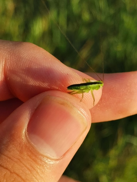 Conocephalus fuscus - kis kúpfejűszöcske