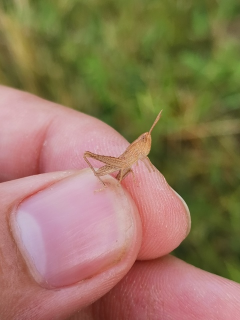 Chorthippus (Chorthippus) (subgenus)