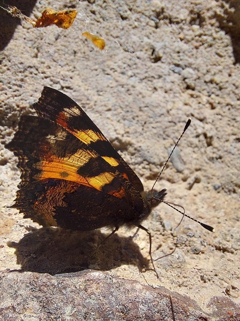 Nymphalis urticae - kis rókalepke