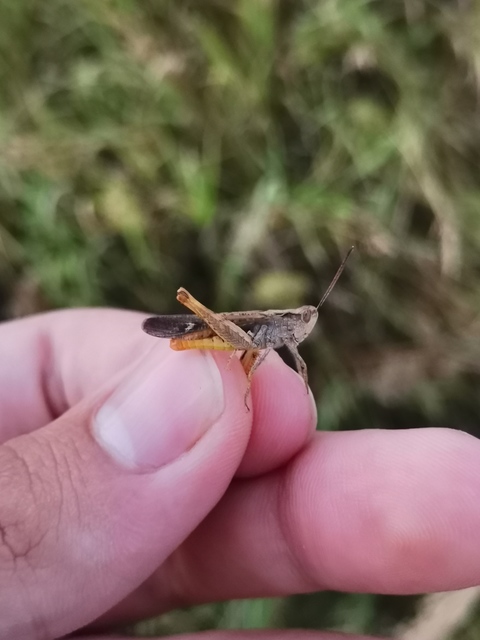 Chorthippus brunneus - közönséges tarlósáska