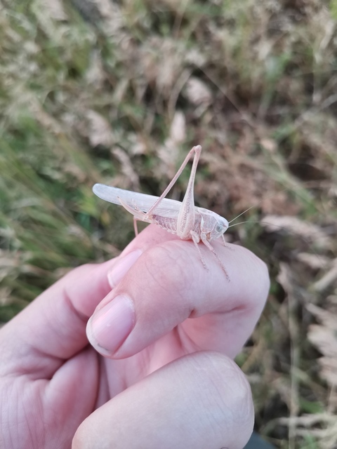 Platycleis affinis - púposhasú rétiszöcske