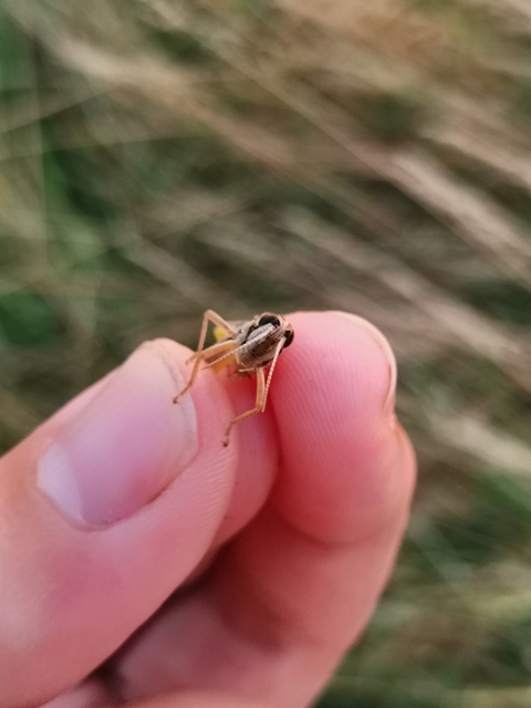 Pseudochorthippus parallelus - közönséges rétisáska