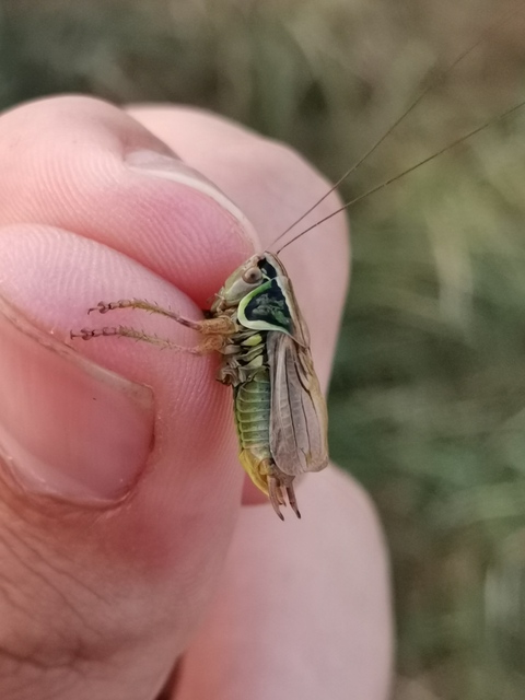 Gampsocleis glabra - tőrös szöcske
