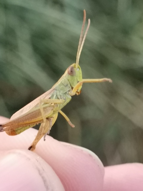 Pseudochorthippus parallelus - közönséges rétisáska