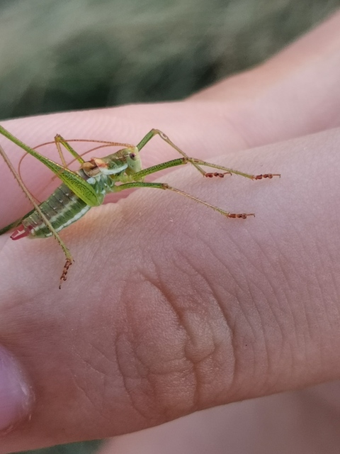 Leptophyes albovittata - közönséges virágszöcske