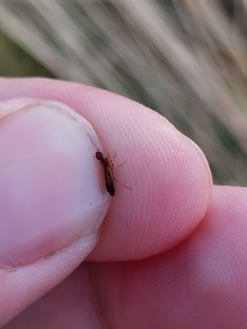 Paradromius linearis - karcsú kéregfutó