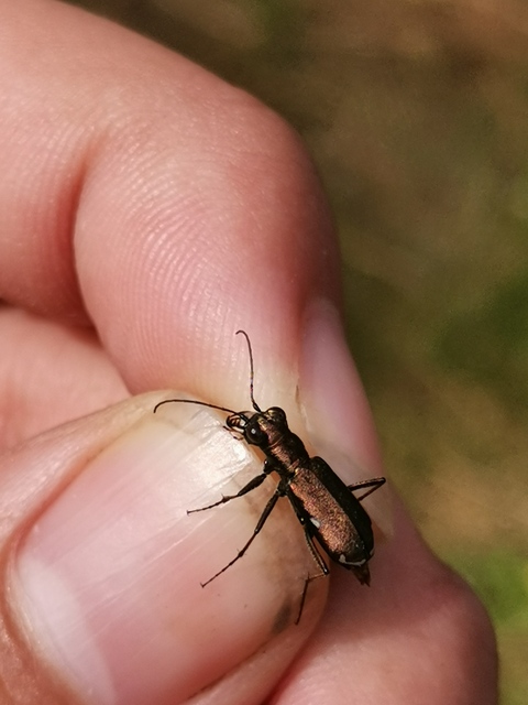 Cylindera germanica - parlagi homokfutrinka