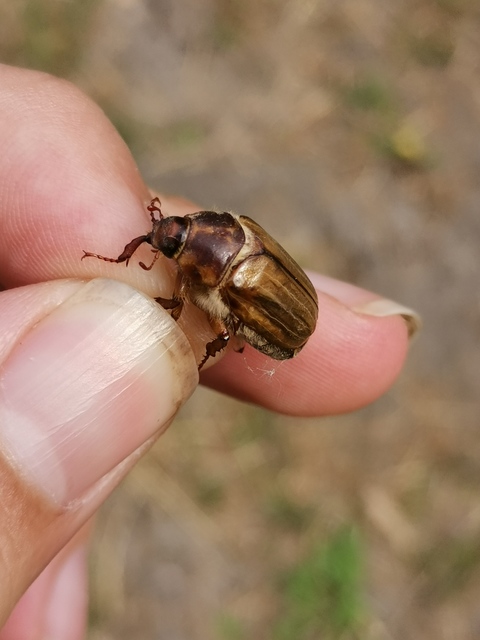 Amphimallon solstitiale - bordás sárgacserebogár