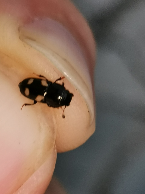 Glischrochilus quadrisignatus - amerikai fénybogár Glischrochilus quadrisignatus - amerikai fénybogár
