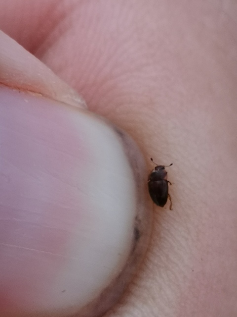 Nitidulidae - fénybogárfélék
