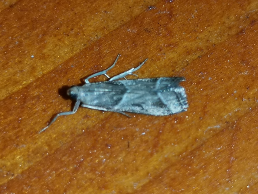 Nyctegretis lineana - agátszínű karcsúmoly