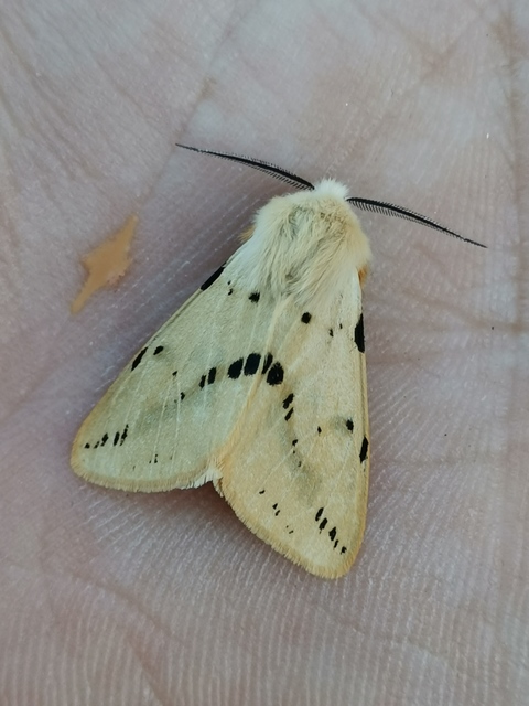 Spilarctia lutea - sárgás medvelepke