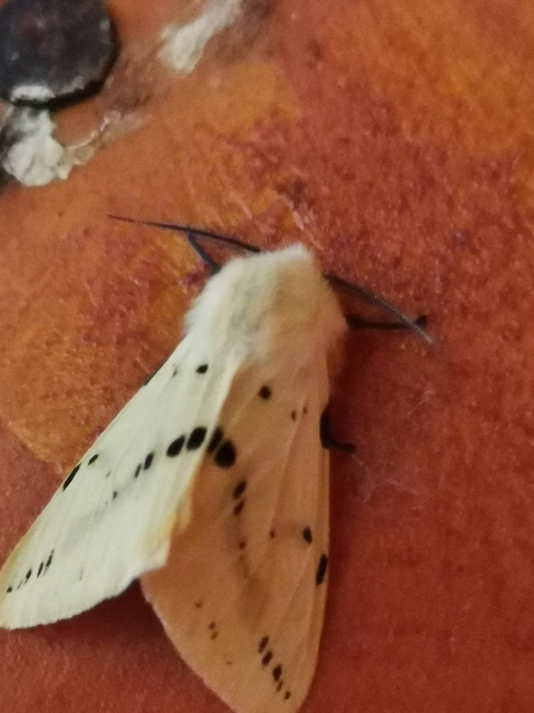 Spilarctia lutea - sárgás medvelepke