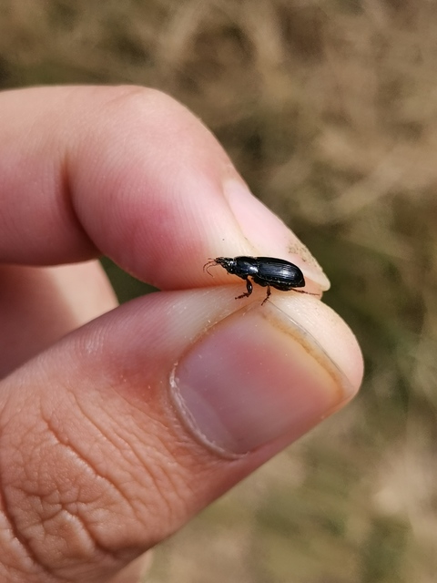 Harpalus flavicornis - sárgacsápú lomhafutó