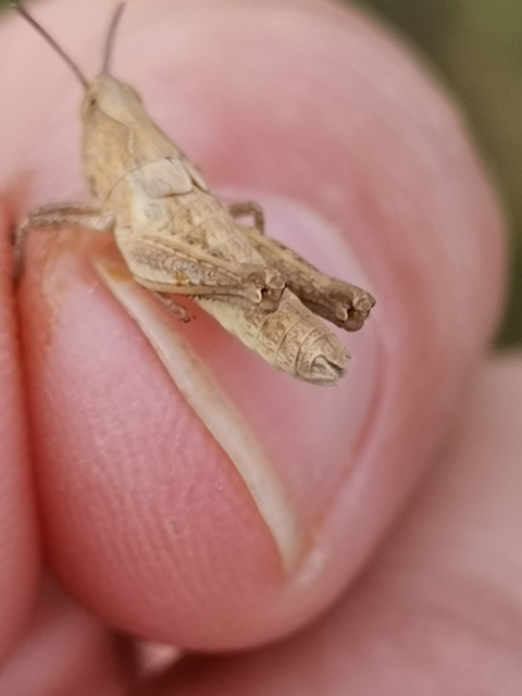 Chorthippus (Glyptobothrus) (subgenus)