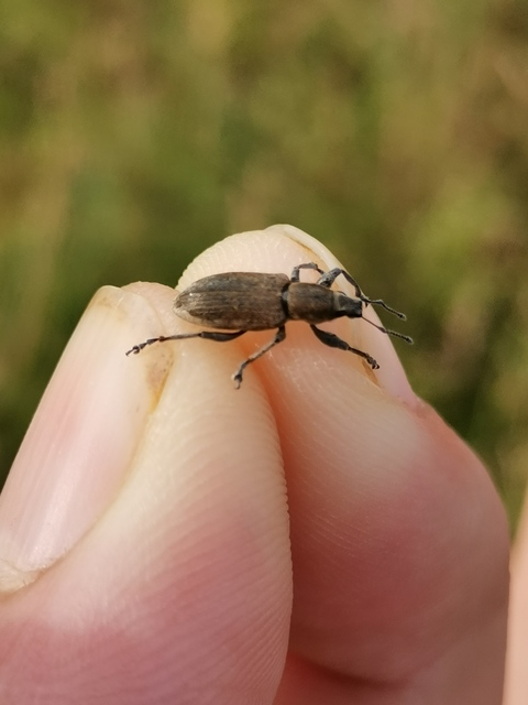 Tanymecus palliatus - közönséges hegyesfarúbarkó
