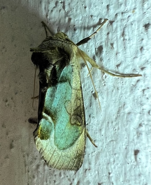 Diachrysia zosimi - nemes aranybagoly