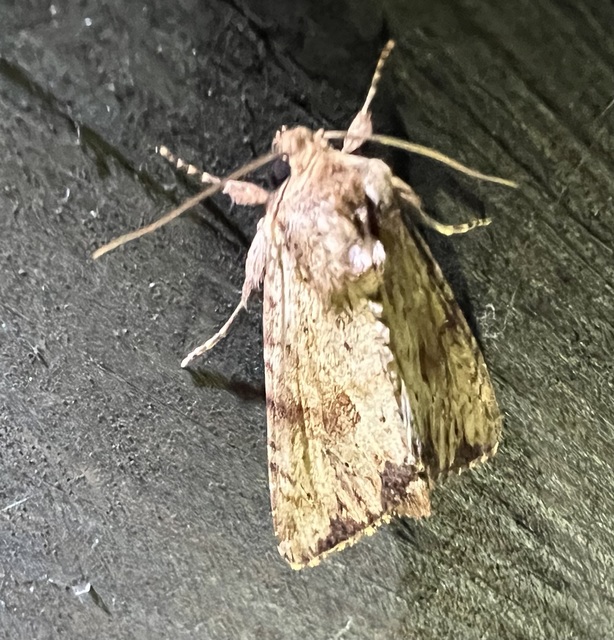 Apamea sublustris - sárgás dudvabagoly