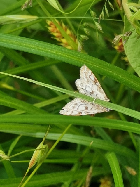 Elophila nymphaeata - tarka vízimoly