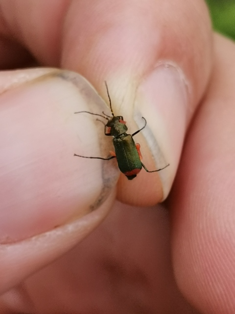 Malachius bipustulatus - kétfoltos bibircsesbogár
