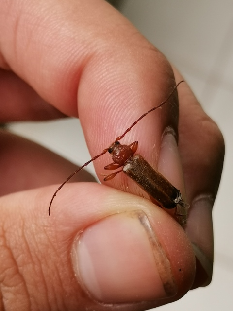 Phymatodes testaceus - változékony korongcincér Phymatodes testaceus - változékony korongcincér