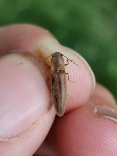 Synaptus filiformis - talpas pattanó