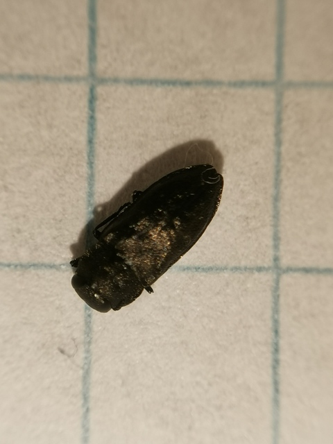 Anthaxia quadripunctata - fekete virágdíszbogár Anthaxia quadripunctata - fekete virágdíszbogár