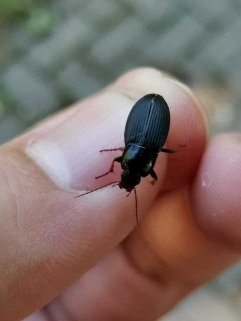 Calathus fuscipes - sokpontos tarfutó