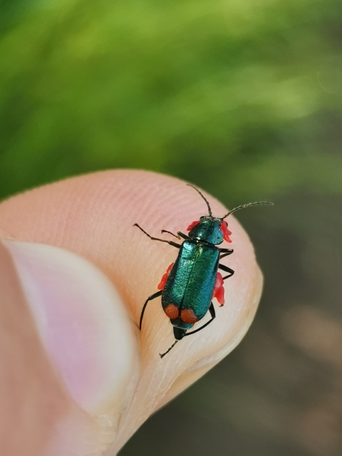 Malachius bipustulatus - kétfoltos bibircsesbogár