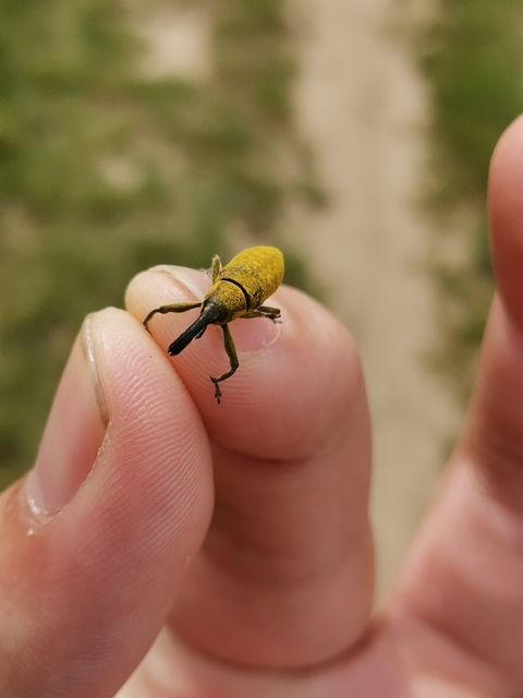 Lixus pulverulentus - mályvafúró dudvabarkó