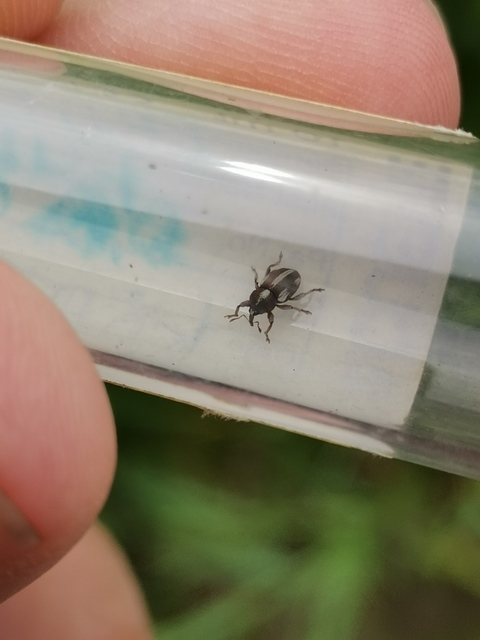 Tychius quinquepunctatus - borsó-tímárormányos
