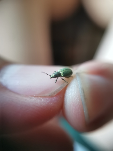 Phyllobius argentatus - ezüstös levélormányos