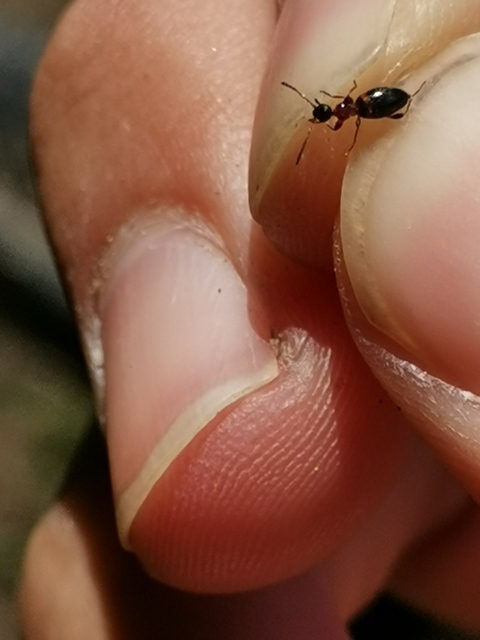 Anthelephila pedestris - hangyaszerű fürgebogár