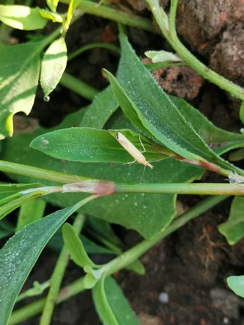 Pleurota
