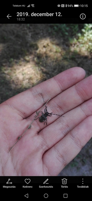 Mesosa curculionoides - szemfoltos cincér Mesosa curculionoides - szemfoltos cincér