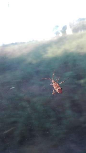 Leptoglossus occidentalis - nyugati levéllábú poloska